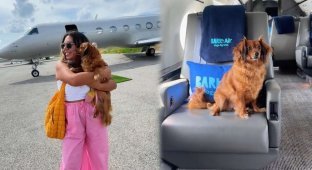 American airline for dogs made its first flight (2 photos + 1 video)