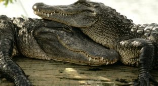 Крокодилы. Интересные факты (26 фото + 6 видео)
