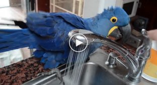 This parrot does not like to save on itself. Look how much he loves to take a bath