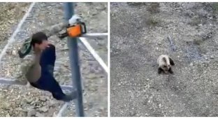 Голодный медведь загнал рабочих на вышку и съел их тушенку (1 фото + 2 видео)