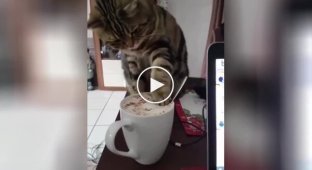The cat tasted the foam of his morning cappuccino