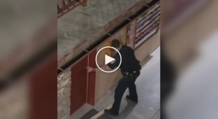 Дикий медведь забаррикадировался в ванной в отеле в Теннесси