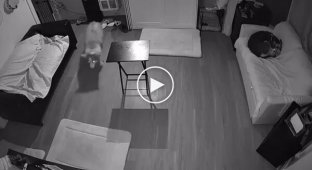 A surveillance camera captured how a coffee table scared the hell out of two dogs.