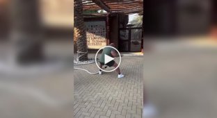 Тяжелоатлет решил помериться силой со львицей
