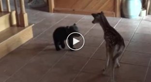 A touching meeting between a bear cub and a fawn