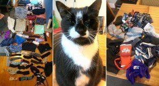 Darling, whose is this? Mo the cat quarreled between lovers by stealing a neighbor's panties (6 photos)