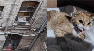 A stray cat fell from the roof and was trapped (10 photos)