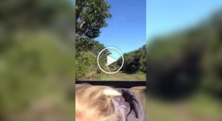 A giraffe chased tourists