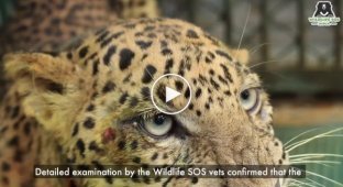 Индийские спасатели научили парализованного леопарда снова ходить