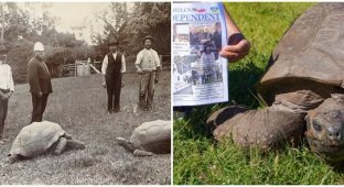 Черепаха Джонатан стала самым старым существом на земле, отметив свой 191 день рождения (3 фото + 1 видео)