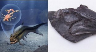Вчені виявили найдавніший мозок риби, якій 319 млн років (5 фото + 1 відео)