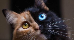 Кішка з найрідкіснішим забарвленням у світі