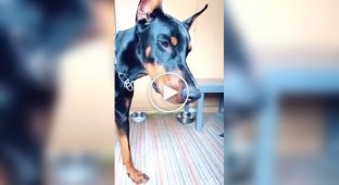 How do dogs react to being pranked?