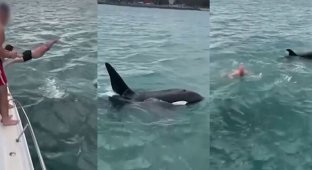 A man paid $600 to jump on a killer whale (5 photos + 1 video)