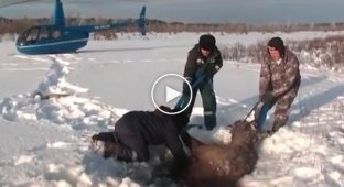 Ugra boys, having noticed a moose cow in an ice hole from the air, rushed to save the poor animal