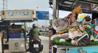 Мужчина путешествует с 11 котами на мотоцикле (7 фото + 1 видео)
