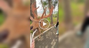 «Полный расслабон»: олень в Японии дал себя почесать