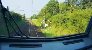 While you are catching flies by car, trains of birds