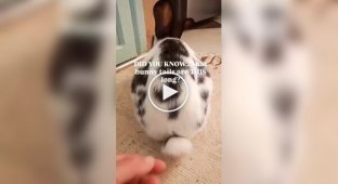 Простой и занимательный факт о кроликах