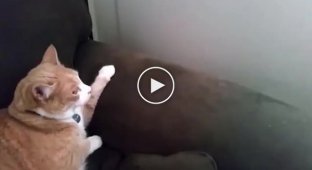 Когда коты увиделись впервые в жизни