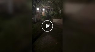 Пес проковтнув іграшку з підсвічуванням