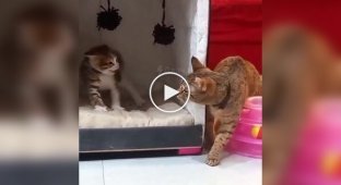 Терпеливая кошка и вспыльчивый котенок