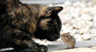 Удивительные фото кошки и мышки с непредсказуемым концом (8 фото)