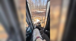 Будні власниці собачого автобуса