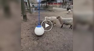 Тренажер для овец