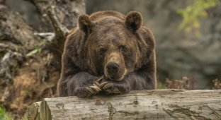 Женщину на Аляске укусил медведь, живущий в туалете (1 фото)