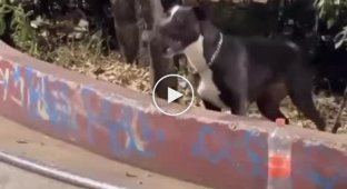 Smiling dog joked with a skateboarder