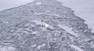 Пингвины-экстремалы устроили забег по льдинам