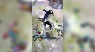 Как мило пингвины добиваются внимания партнера