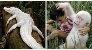22 albino animals that are interesting for their uniqueness (23 photos)