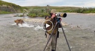 Медведь пронесся мимо фотографов во время погони за рыбой