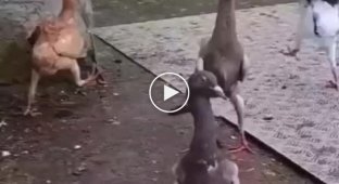A strange breed of pigeons that can surprise