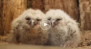 There are no other people's children