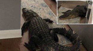 A Florida resident discovered a 2.5-meter alligator in her kitchen (6 photos + 1 video)