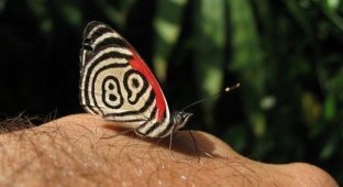 Удивительная бабочка с цифрой 89 (8 фото)