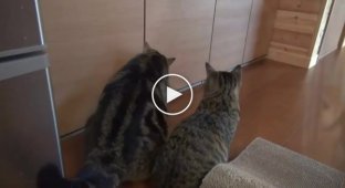 Кіт сам не зміг відкрити шафу і покликав на допомогу друга