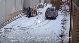 In Russia, Alabai attacked a woman