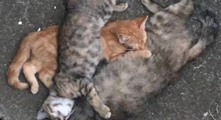 A stray cat came to the door with two kittens, but it turned out that that's not all (11 photos)