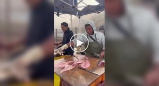 Вежливый морской лев приходит за рыбой каждый день