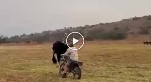 Man teaches an aggressive ostrich a lesson