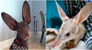 30 photos of animals with very large ears (31 photos)