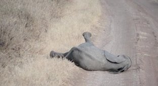 Reaction of a mother elephant to the strange behavior of a baby elephant (4 photos + 1 video)