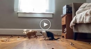 Кошенята граються з листами в будинку