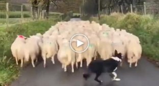 Shepherd dog keeps a flock of sheep in good shape