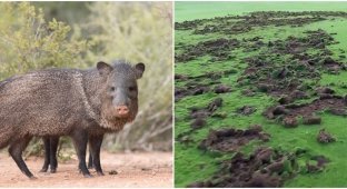 The rights of the pigs that ruined the golf course are being defended online (5 photos)