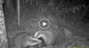 Семейная ссора барсуков